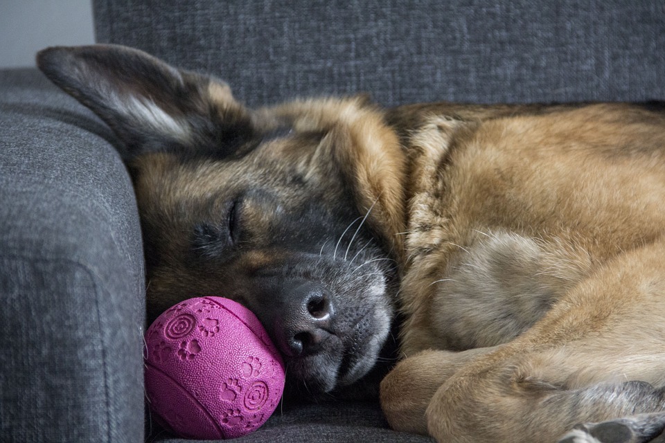Quanto deve dormire un cane per essere in salute? 1 dog-new-pet