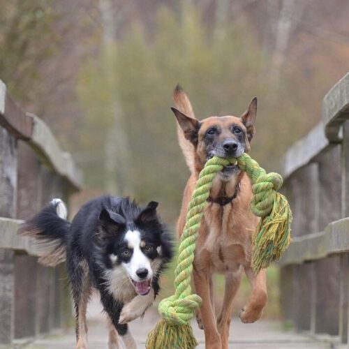 COTONE